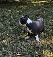 Ozzy, a male Boston Terrier and Frenchton for sale in Sharon, SC – 8 of 10