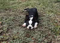 Ozzy, a male Boston Terrier and Frenchton for sale in Rock Hill, SC – 2 of 10