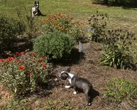 Maple , a female Boston Terrier and Frenchton for sale in Sharon, SC – 6 of 10