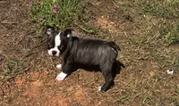 Maple , a female Boston Terrier and Frenchton for sale in Sharon, SC – 9 of 10