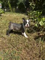 Maple , a female Boston Terrier and Frenchton for sale in Sharon, SC – 8 of 10