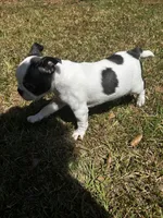 Luca, a male Boston Terrier and Frenchton for sale in Sharon, SC – 2 of 10