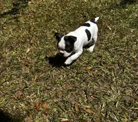 Luca, a male Boston Terrier and Frenchton for sale in Sharon, SC – 3 of 10