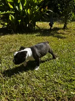 Maple , a female Boston Terrier and Frenchton for sale in Sharon, SC – 3 of 10
