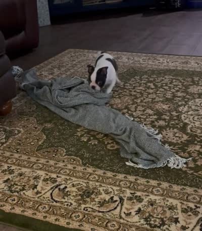 Loki, a male Boston Terrier and Frenchton for sale in Sharon, SC – 9 of 10