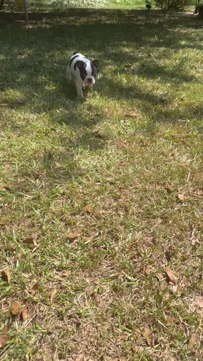 Loki, a male Boston Terrier and Frenchton for sale in Sharon, SC – 10 of 10