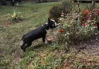 Ozzy, a male Boston Terrier and Frenchton for sale in Rock Hill, SC – 7 of 10