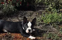 Ozzy, a male Boston Terrier and Frenchton for sale in Rock Hill, SC – 5 of 10