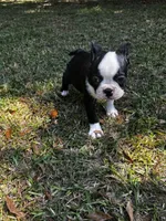 Ozzy, a male Boston Terrier and Frenchton for sale in Sharon, SC – 6 of 10