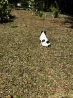 Luca, a male Boston Terrier and Frenchton for sale in Sharon, SC – 8 of 10