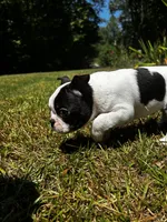 Loki, a male Boston Terrier and Frenchton for sale in Sharon, SC – 6 of 10