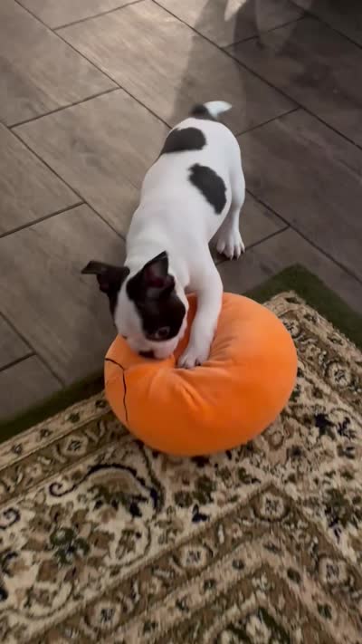 Luca, a male Boston Terrier and Frenchton for sale in Sharon, SC – 10 of 10