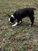 Ozzy, a male Boston Terrier and Frenchton for sale in Rock Hill, SC – 4 of 10