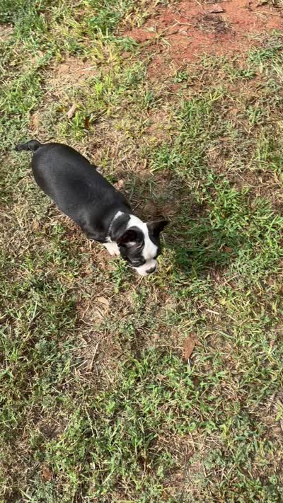 Ozzy, a male Boston Terrier and Frenchton for sale in Rock Hill, SC – 8 of 10