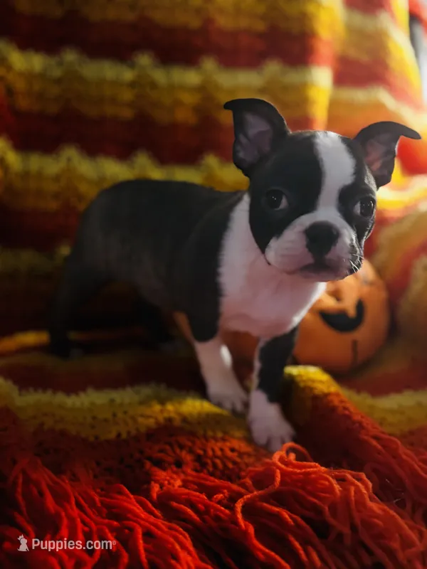 Maple  – Boston Terrier, Frenchton puppy for sale in Sharon, SC