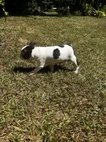 Luca, a male Boston Terrier and Frenchton for sale in Sharon, SC – 6 of 10