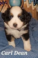 Carl Dean, a male Toy Australian Shepherd for sale in Osteen, FL – 2 of 2