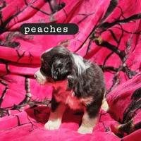 Peaches, a female Toy Australian Shepherd for sale in Osteen, FL – Photo 2 of 3