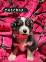 Peaches, a female Toy Australian Shepherd for sale in Osteen, FL – Photo 3 of 3
