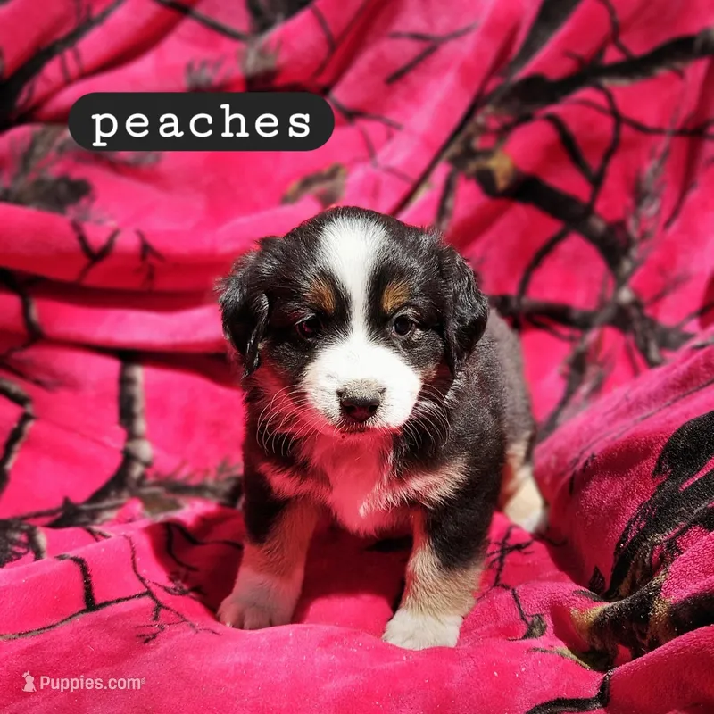 Peaches – Toy Australian Shepherd puppy for sale in Osteen, FL