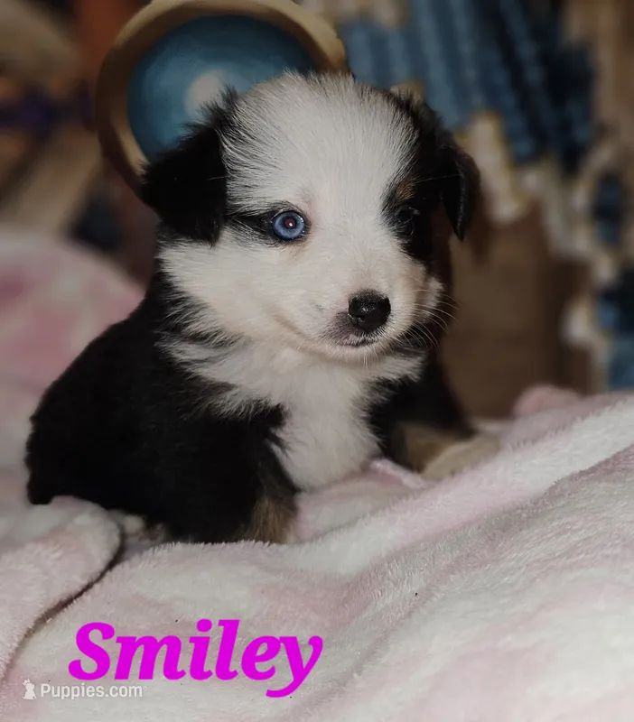 Smiley – Toy Australian Shepherd puppy for sale in Osteen, FL