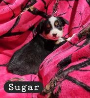 Sugar, a female Toy Australian Shepherd for sale in Osteen, FL – Photo 2 of 3