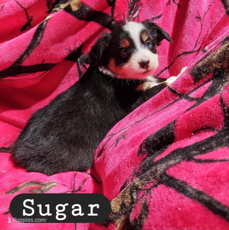 Sugar – Toy Australian Shepherd puppy for sale in Osteen, FL