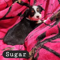 Sugar, a female Toy Australian Shepherd for sale in Osteen, FL – Photo 1 of 3