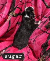 Sugar, a female Toy Australian Shepherd for sale in Osteen, FL – Photo 3 of 3