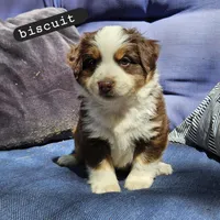 Biscuit, a male Toy Australian Shepherd for sale in Osteen, FL – Photo 2 of 3