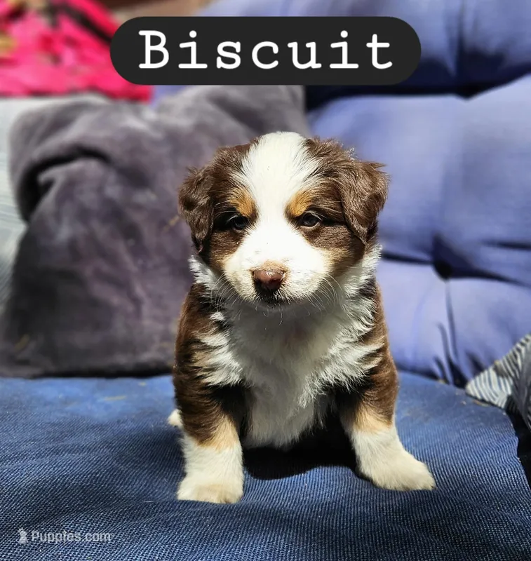 Biscuit – Toy Australian Shepherd puppy for sale in Osteen, FL