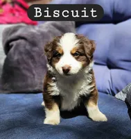 Biscuit, a male Toy Australian Shepherd for sale in Osteen, FL – Photo 1 of 3