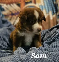 Sam, a male Toy Australian Shepherd for sale in Osteen, FL – 1 of 2