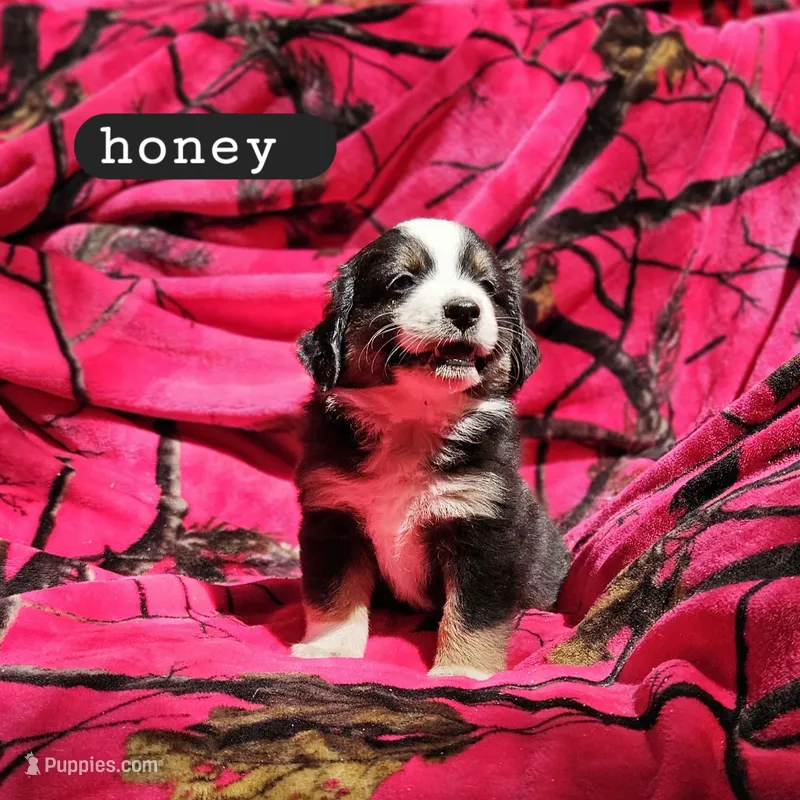 Honey – Toy Australian Shepherd puppy for sale in Osteen, FL