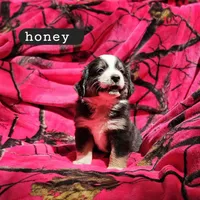 Honey, a female Toy Australian Shepherd for sale in Osteen, FL – Photo 1 of 2