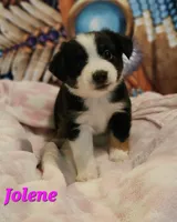 Jolene, a female Toy Australian Shepherd for sale in Osteen, FL – 1 of 2