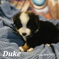 Duke, a male Toy Australian Shepherd for sale in Osteen, FL – 2 of 2