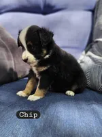 Chip, a male Toy Australian Shepherd for sale in Osteen, FL – Photo 2 of 4