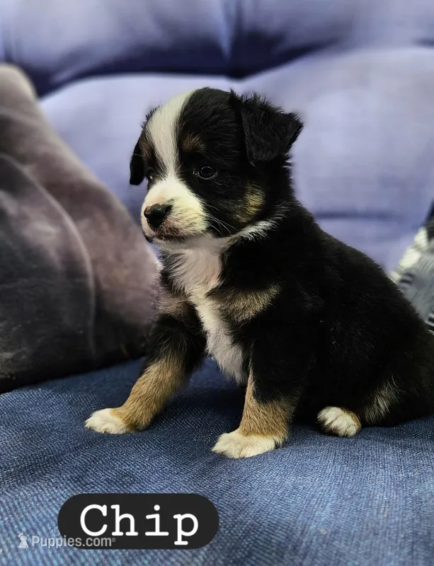 Chip – Toy Australian Shepherd puppy for sale in Osteen, FL