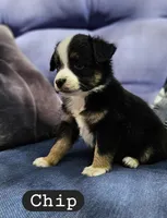 Chip, a male Toy Australian Shepherd for sale in Osteen, FL – Photo 1 of 4