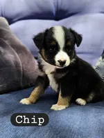 Chip, a male Toy Australian Shepherd for sale in Osteen, FL – Photo 3 of 4