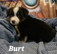 Burt, a male Toy Australian Shepherd for sale in Osteen, FL – 1 of 2