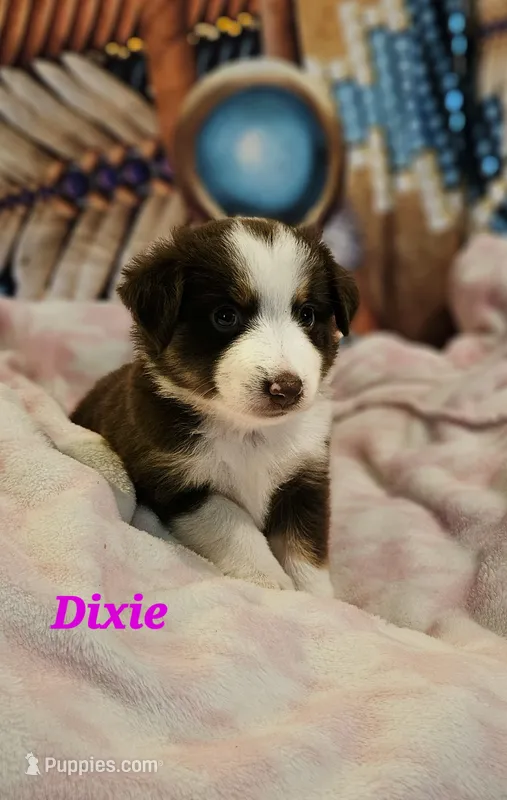 Dixie – Toy Australian Shepherd puppy for sale in Osteen, FL