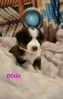 Dixie, a female Toy Australian Shepherd for sale in Osteen, FL – 1 of 2