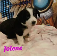Jolene, a female Toy Australian Shepherd for sale in Osteen, FL – 2 of 2