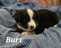 Burt, a male Toy Australian Shepherd for sale in Osteen, FL – 2 of 2