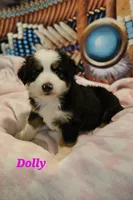 Dolly, a female Toy Australian Shepherd for sale in Osteen, FL – 2 of 2