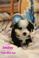 Smiley, a female Toy Australian Shepherd for sale in Osteen, FL – 2 of 2
