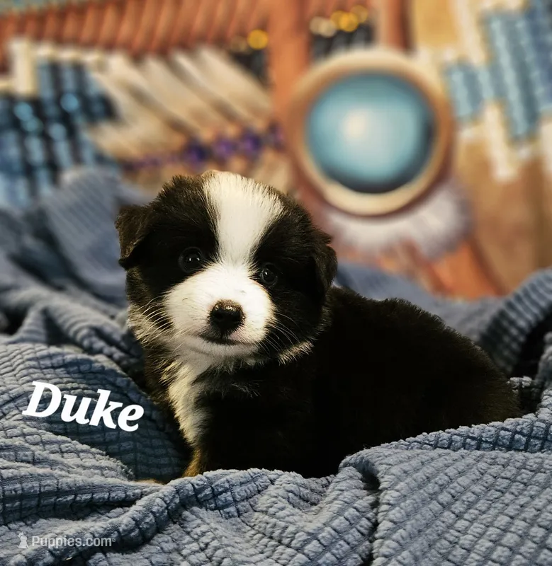 Duke – Toy Australian Shepherd puppy for sale in Osteen, FL