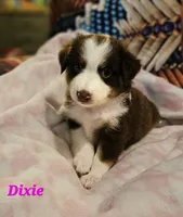 Dixie, a female Toy Australian Shepherd for sale in Osteen, FL – 2 of 2